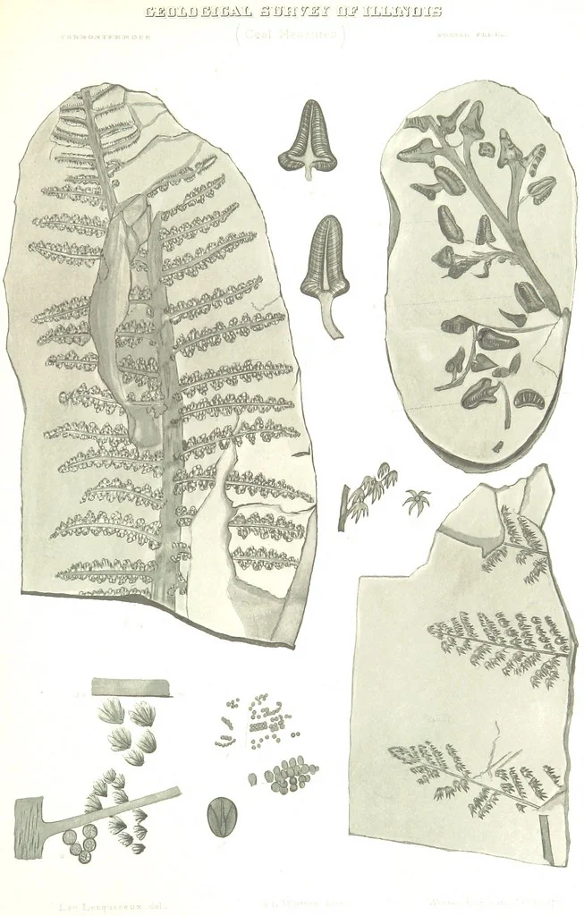 An illustration from Geological Survey of Illinois. A. H. Worthen, Director, 1866, leaf 589