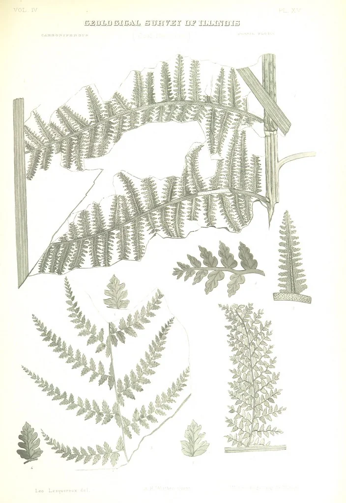 An illustration from Geological Survey of Illinois. A. H. Worthen, Director, 1866, leaf 593