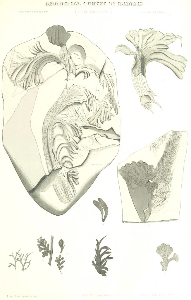 An illustration from Geological Survey of Illinois. A. H. Worthen, Director, 1866, leaf 597