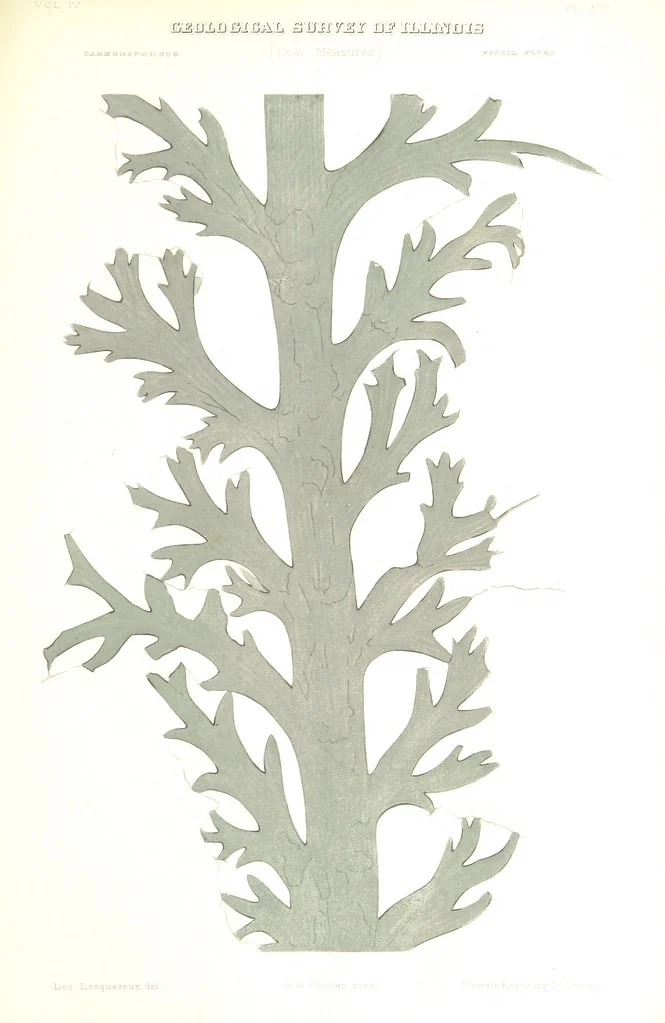 An illustration from Geological Survey of Illinois. A. H. Worthen, Director, 1866, leaf 601
