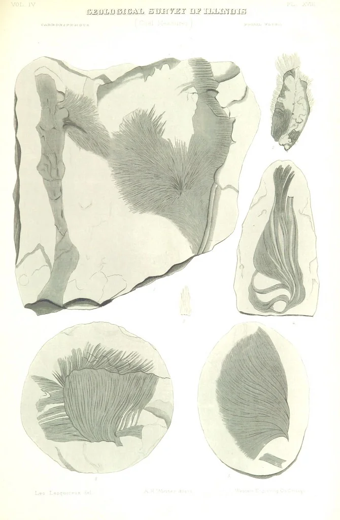 An illustration from Geological Survey of Illinois. A. H. Worthen, Director, 1866, leaf 605