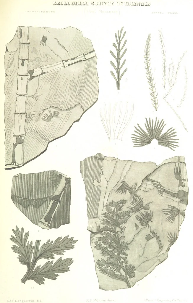 An illustration from Geological Survey of Illinois. A. H. Worthen, Director, 1866, leaf 609