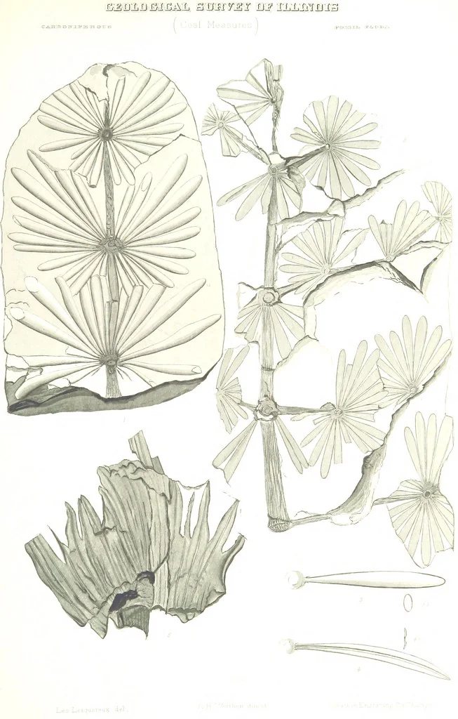 An illustration from Geological Survey of Illinois. A. H. Worthen, Director, 1866, leaf 613
