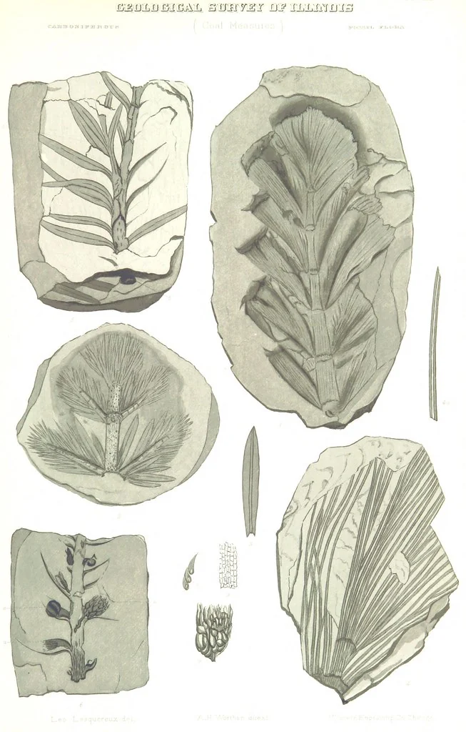 An illustration from Geological Survey of Illinois. A. H. Worthen, Director, 1866, leaf 617