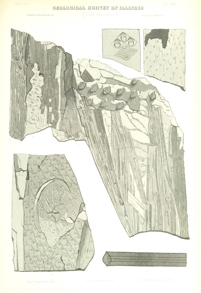 An illustration from Geological Survey of Illinois. A. H. Worthen, Director, 1866, leaf 621