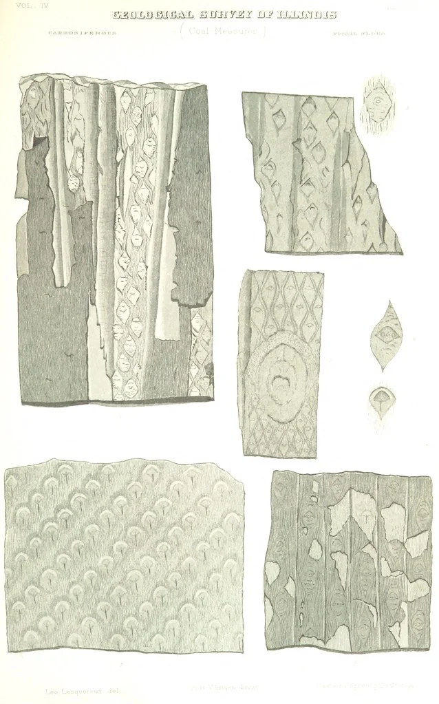 An illustration from Geological Survey of Illinois. A. H. Worthen, Director, 1866, leaf 625