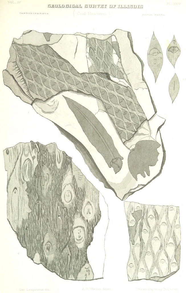 An illustration from Geological Survey of Illinois. A. H. Worthen, Director, 1866, leaf 629