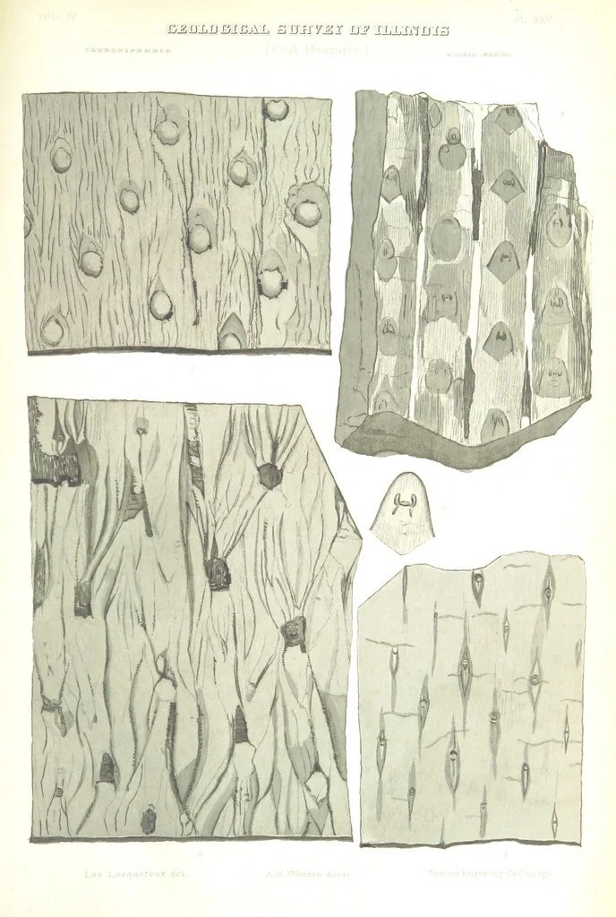 An illustration from Geological Survey of Illinois. A. H. Worthen, Director, 1866, leaf 633