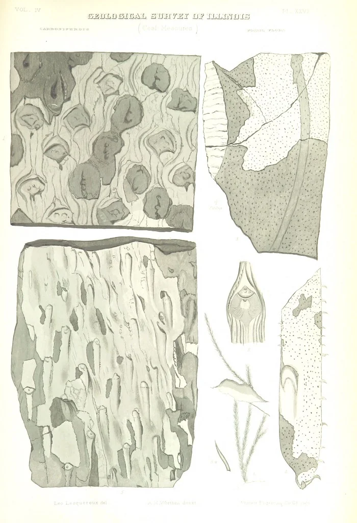 An illustration from Geological Survey of Illinois. A. H. Worthen, Director, 1866, leaf 637