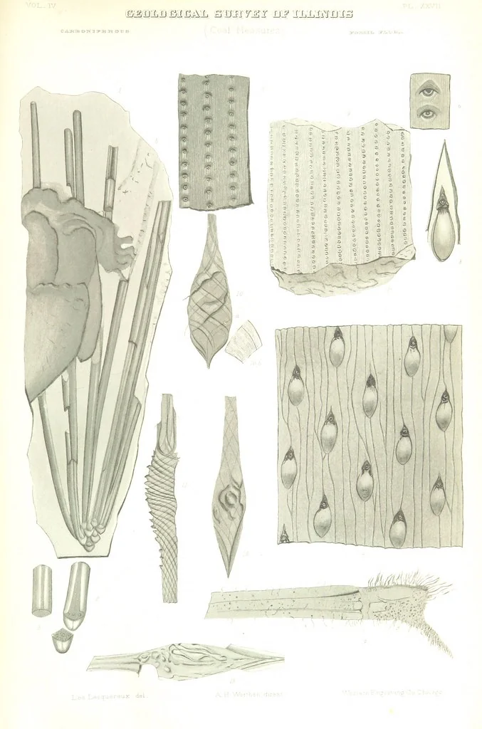 An illustration from Geological Survey of Illinois. A. H. Worthen, Director, 1866, leaf 641