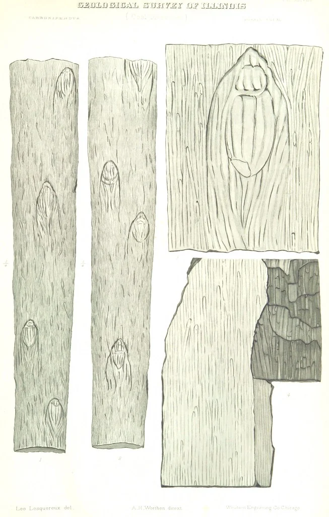 An illustration from Geological Survey of Illinois. A. H. Worthen, Director, 1866, leaf 645