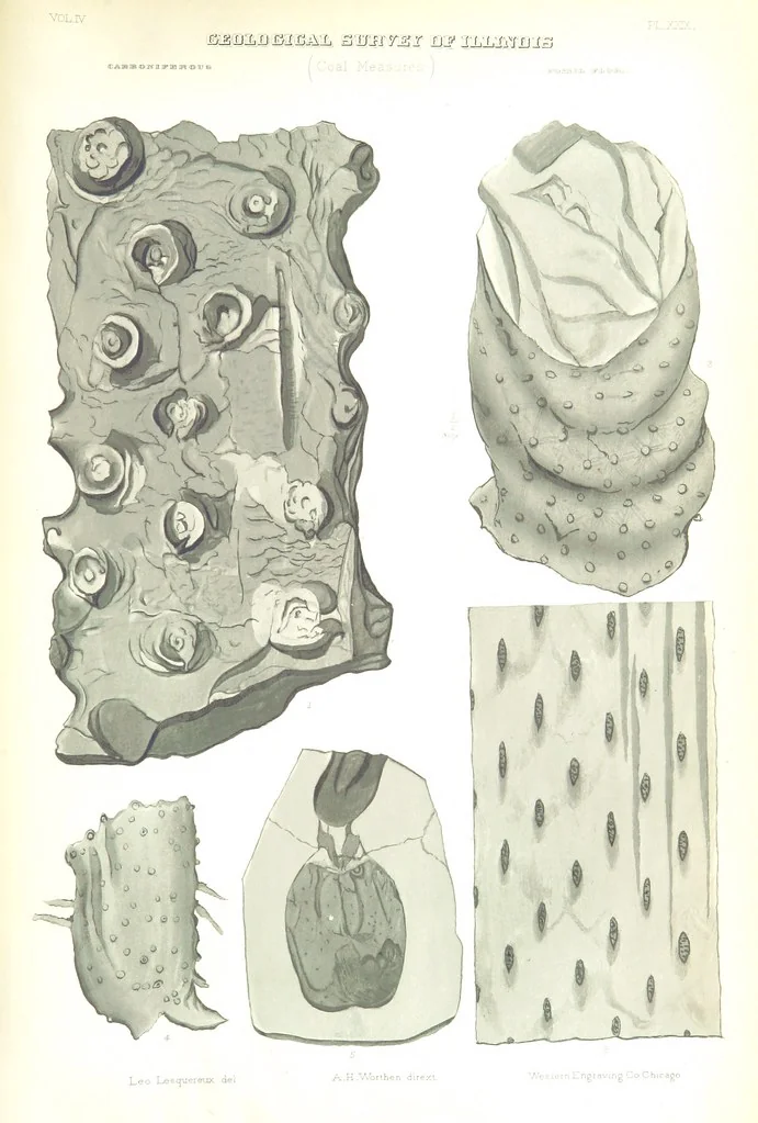 An illustration from Geological Survey of Illinois. A. H. Worthen, Director, 1866, leaf 649