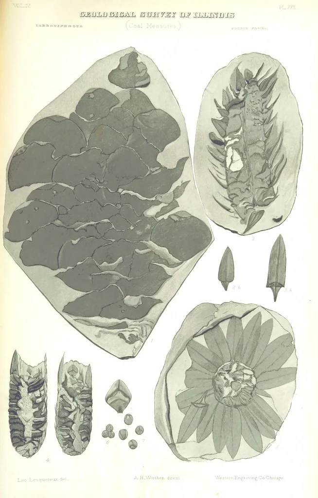 An illustration from Geological Survey of Illinois. A. H. Worthen, Director, 1866, leaf 653