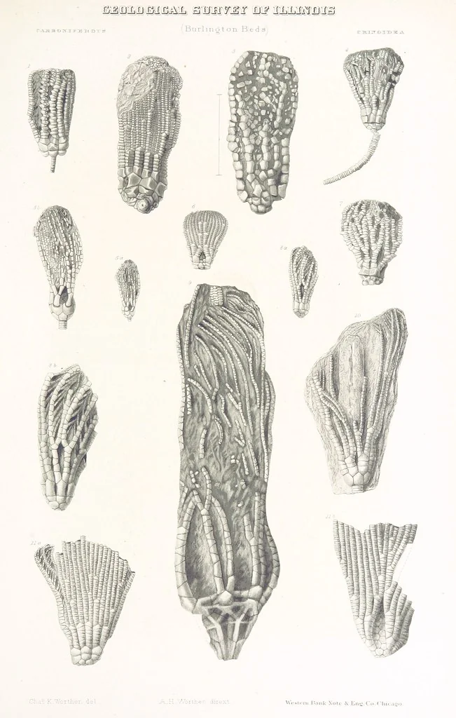 An illustration from Geological Survey of Illinois. A. H. Worthen, Director, 1866, leaf 643