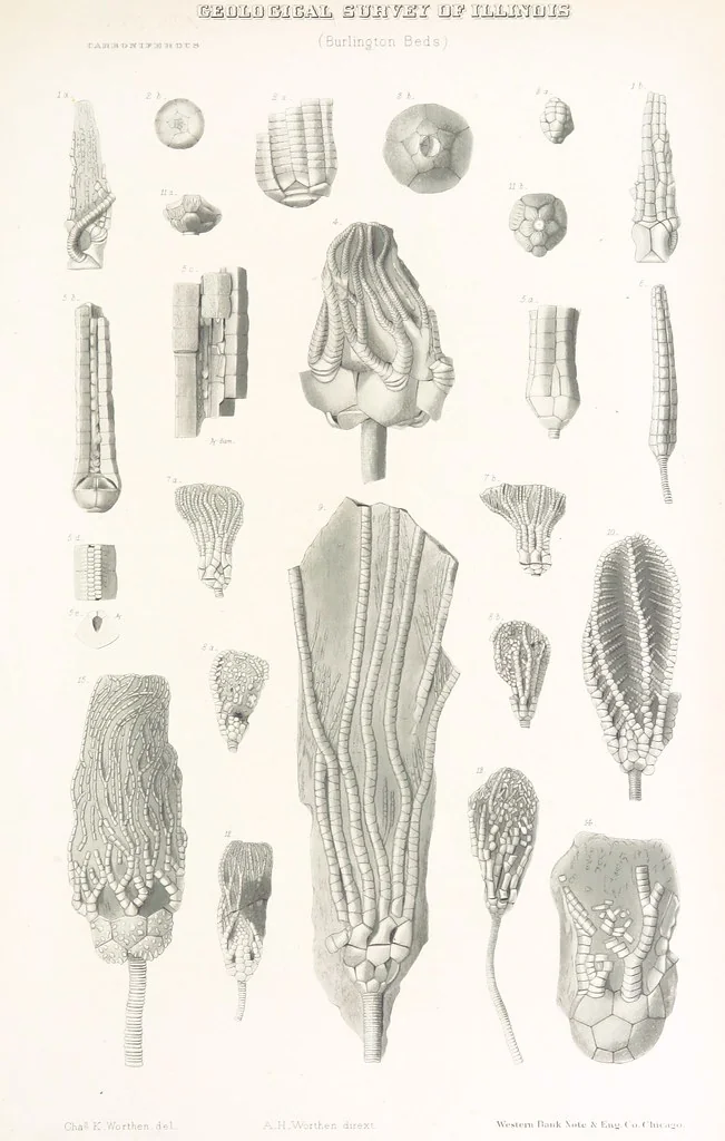 An illustration from Geological Survey of Illinois. A. H. Worthen, Director, 1866, leaf 647