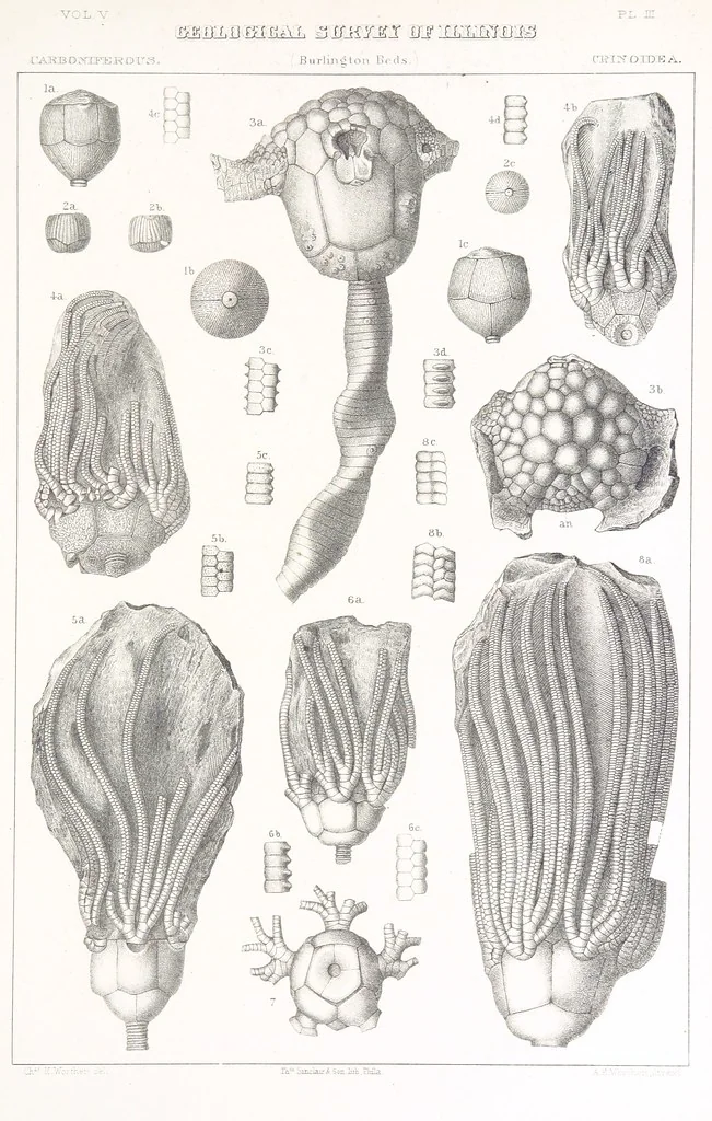 An illustration from Geological Survey of Illinois. A. H. Worthen, Director, 1866, leaf 651