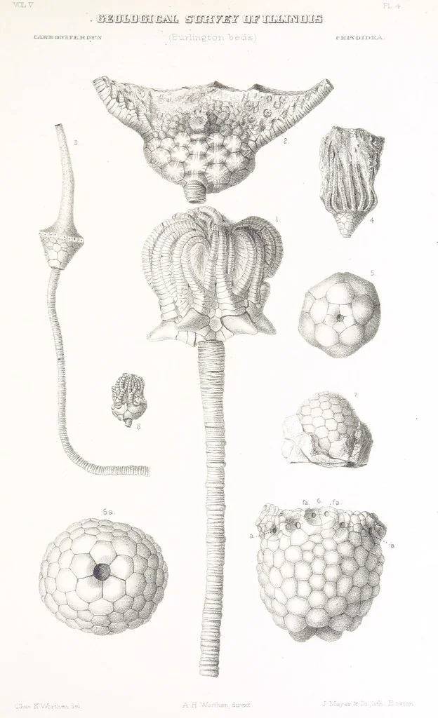 An illustration from Geological Survey of Illinois. A. H. Worthen, Director, 1866, leaf 655