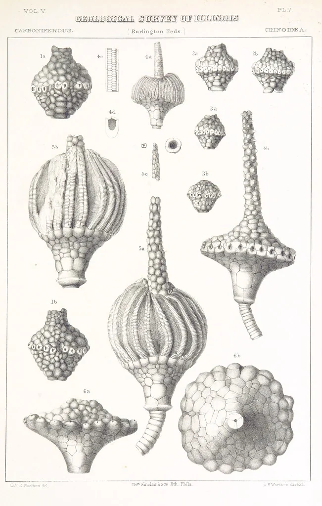 An illustration from Geological Survey of Illinois. A. H. Worthen, Director, 1866, leaf 659