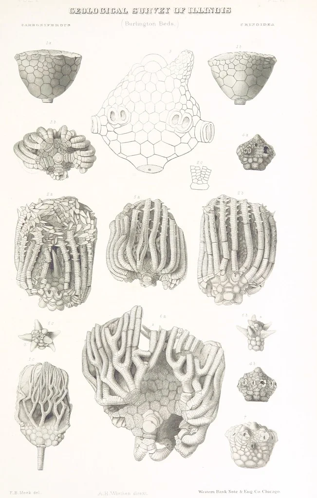 An illustration from Geological Survey of Illinois. A. H. Worthen, Director, 1866, leaf 663