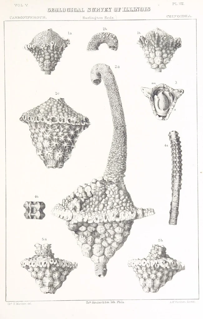 An illustration from Geological Survey of Illinois. A. H. Worthen, Director, 1866, leaf 667