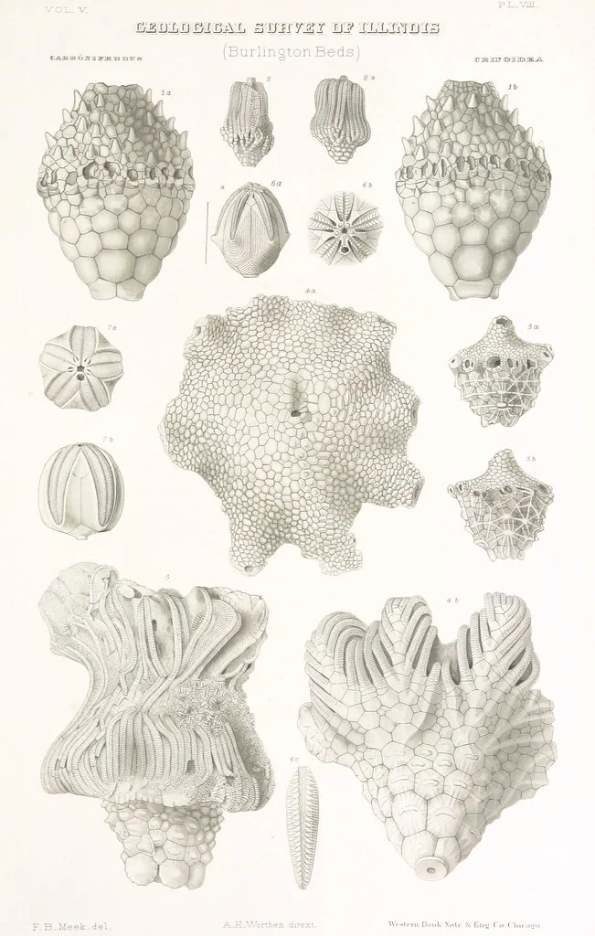 An illustration from Geological Survey of Illinois. A. H. Worthen, Director, 1866, leaf 671