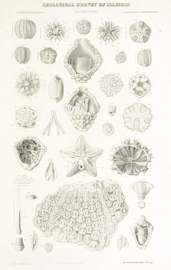 An illustration from Geological Survey of Illinois. A. H. Worthen, Director, 1866, leaf 675