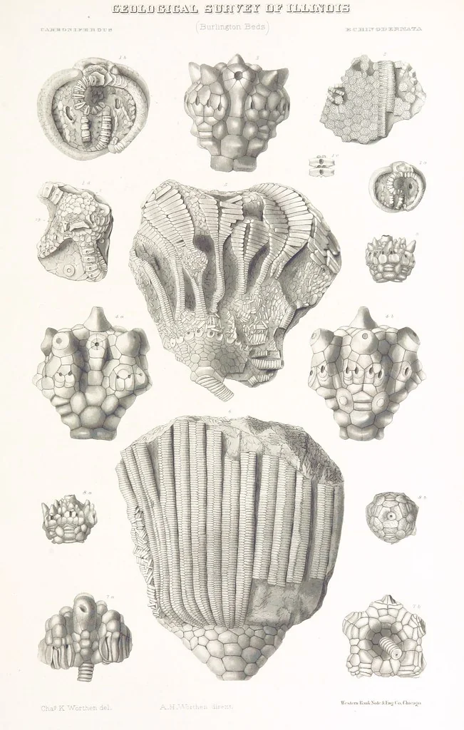 An illustration from Geological Survey of Illinois. A. H. Worthen, Director, 1866, leaf 679