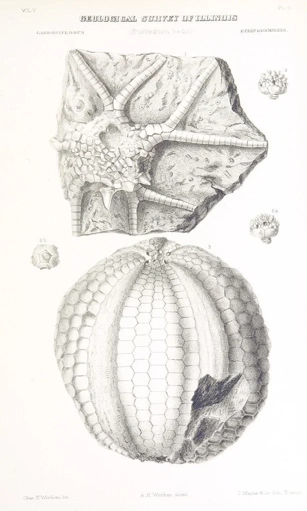 An illustration from Geological Survey of Illinois. A. H. Worthen, Director, 1866, leaf 683