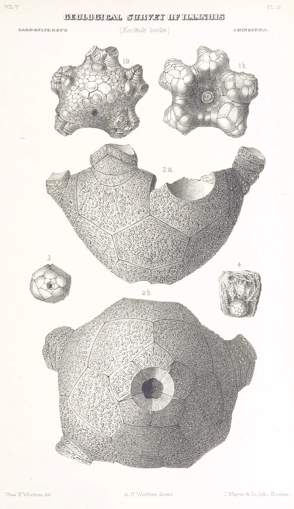 An illustration from Geological Survey of Illinois. A. H. Worthen, Director, 1866, leaf 687