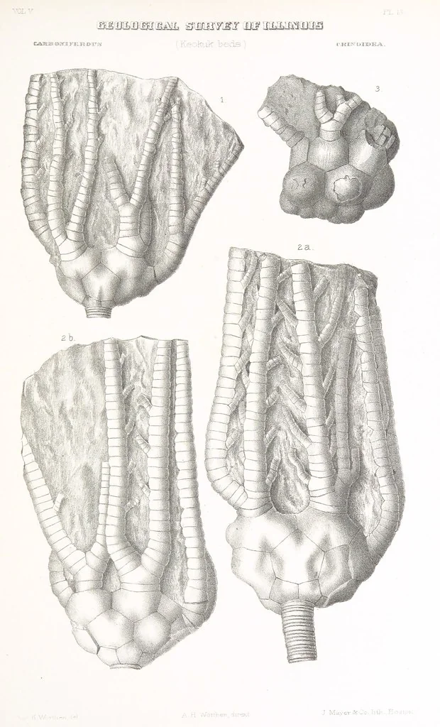An illustration from Geological Survey of Illinois. A. H. Worthen, Director, 1866, leaf 691