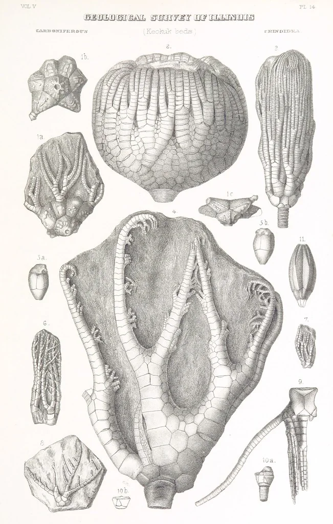 An illustration from Geological Survey of Illinois. A. H. Worthen, Director, 1866, leaf 695