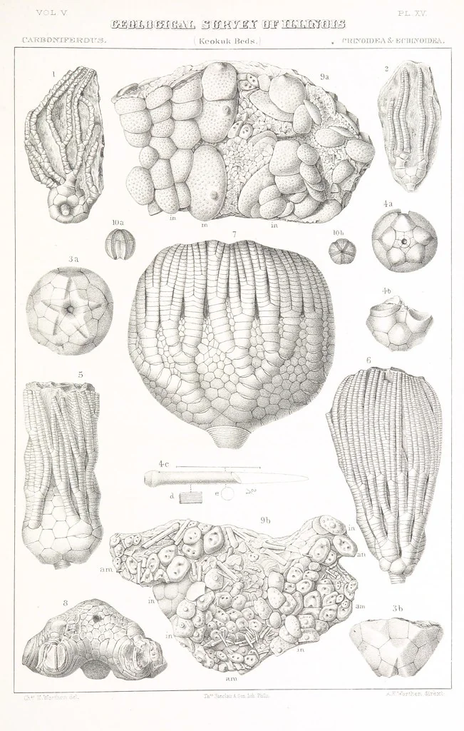 An illustration from Geological Survey of Illinois. A. H. Worthen, Director, 1866, leaf 699