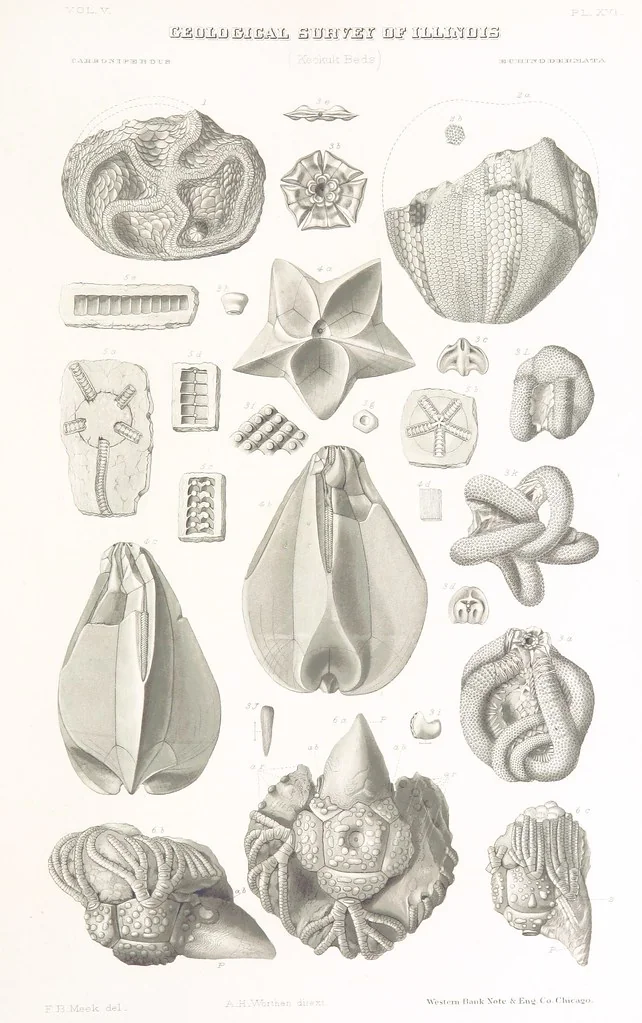 An illustration from Geological Survey of Illinois. A. H. Worthen, Director, 1866, leaf 703
