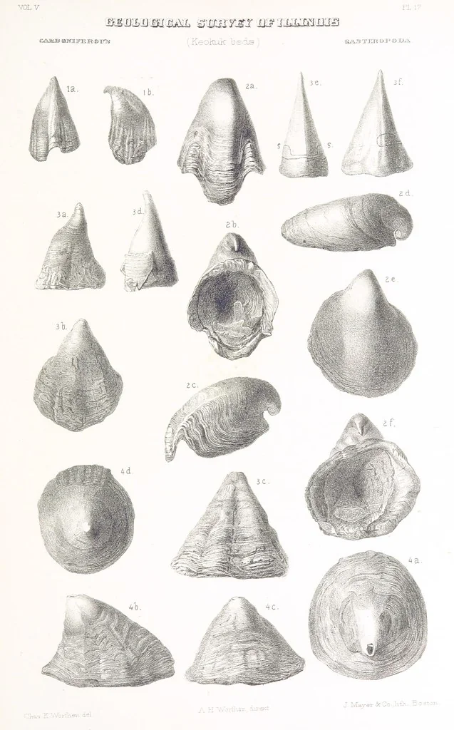 An illustration from Geological Survey of Illinois. A. H. Worthen, Director, 1866, leaf 707
