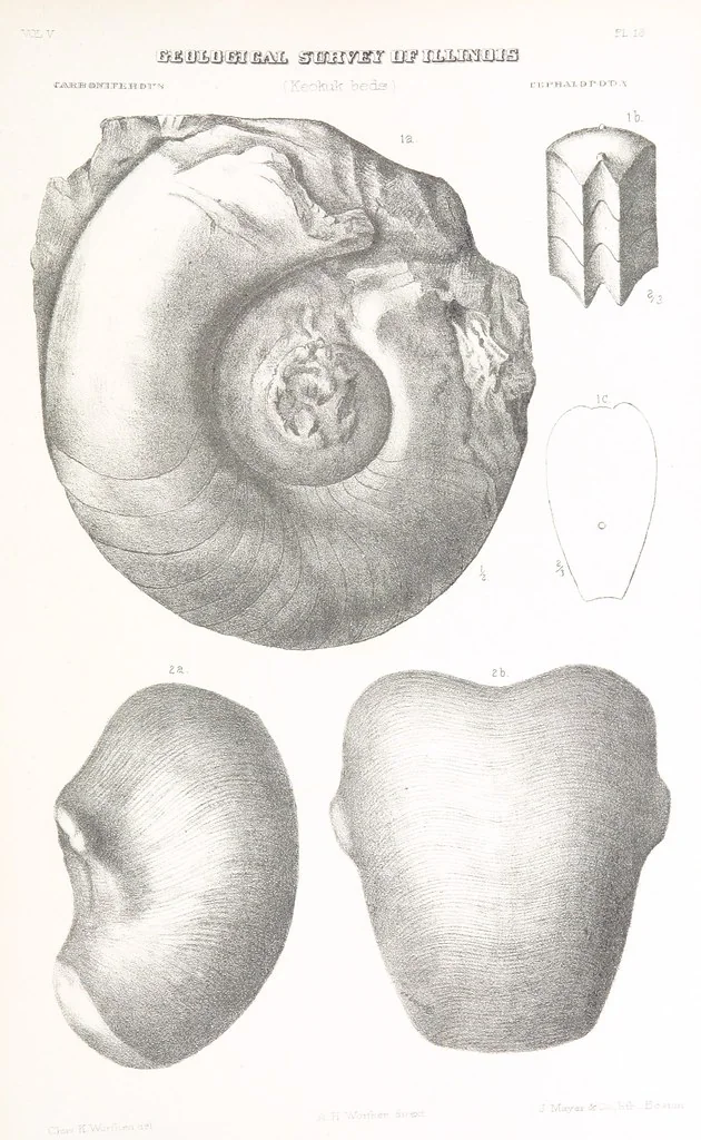 An illustration from Geological Survey of Illinois. A. H. Worthen, Director, 1866, leaf 711