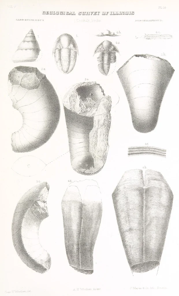 An illustration from Geological Survey of Illinois. A. H. Worthen, Director, 1866, leaf 715