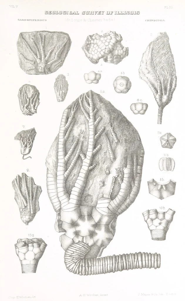 An illustration from Geological Survey of Illinois. A. H. Worthen, Director, 1866, leaf 719