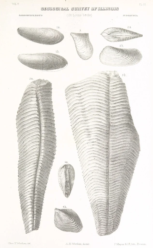 An illustration from Geological Survey of Illinois. A. H. Worthen, Director, 1866, leaf 727