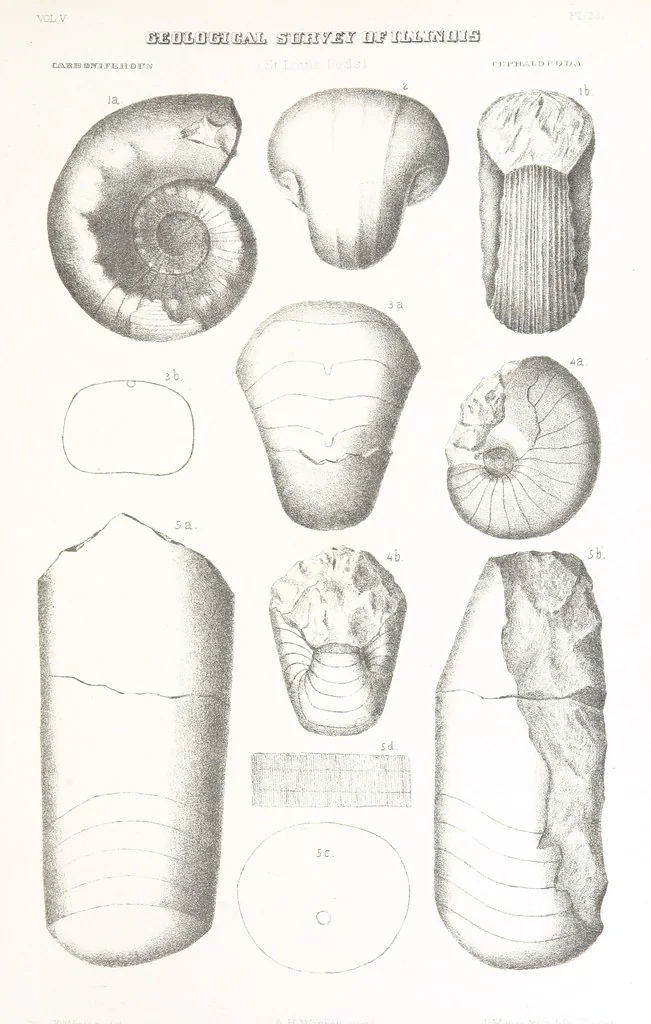 An illustration from Geological Survey of Illinois. A. H. Worthen, Director, 1866, leaf 731