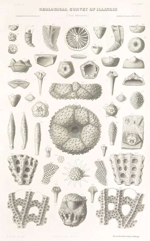 An illustration from Geological Survey of Illinois. A. H. Worthen, Director, 1866, leaf 735