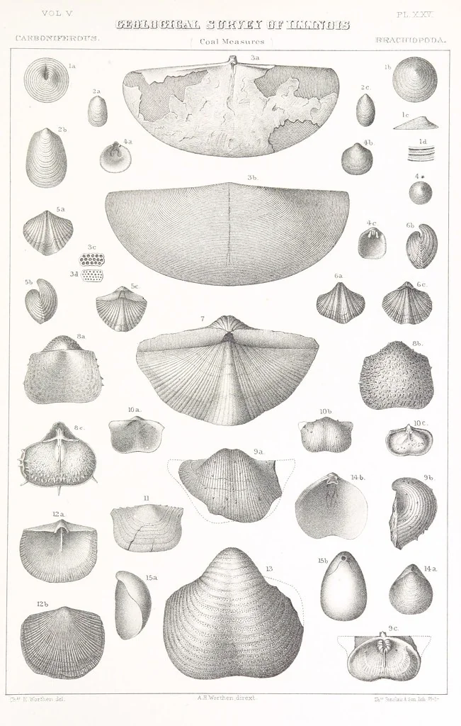 An illustration from Geological Survey of Illinois. A. H. Worthen, Director, 1866, leaf 739