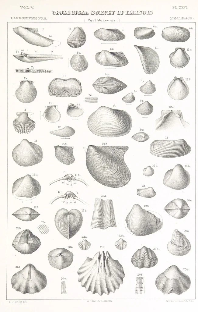 An illustration from Geological Survey of Illinois. A. H. Worthen, Director, 1866, leaf 743