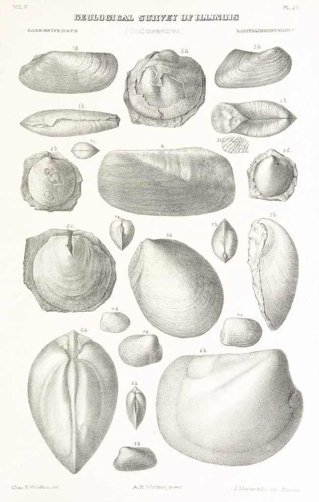 An illustration from Geological Survey of Illinois. A. H. Worthen, Director, 1866, leaf 747