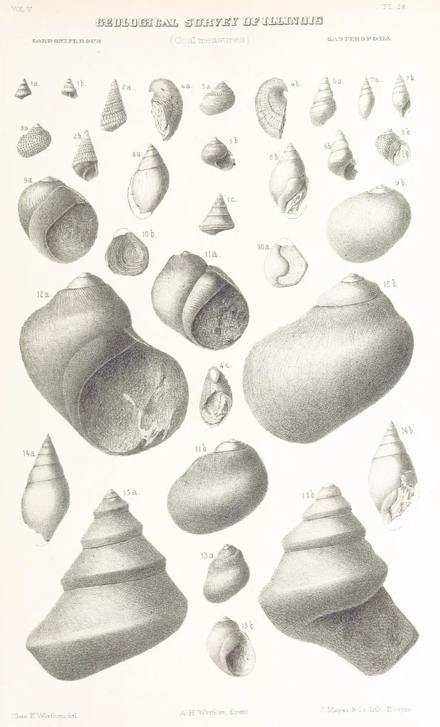 An illustration from Geological Survey of Illinois. A. H. Worthen, Director, 1866, leaf 751