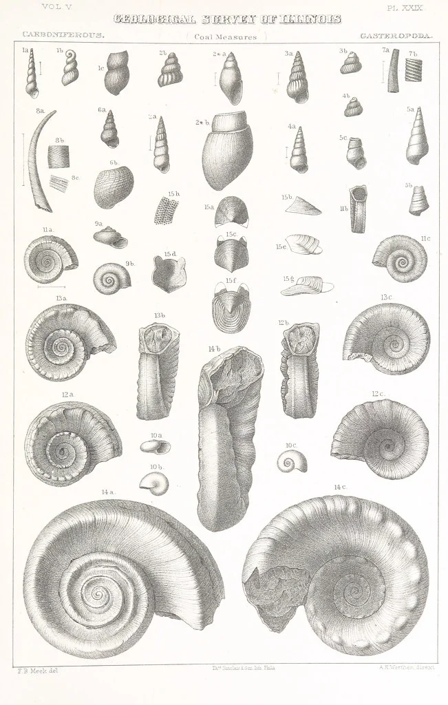 An illustration from Geological Survey of Illinois. A. H. Worthen, Director, 1866, leaf 755