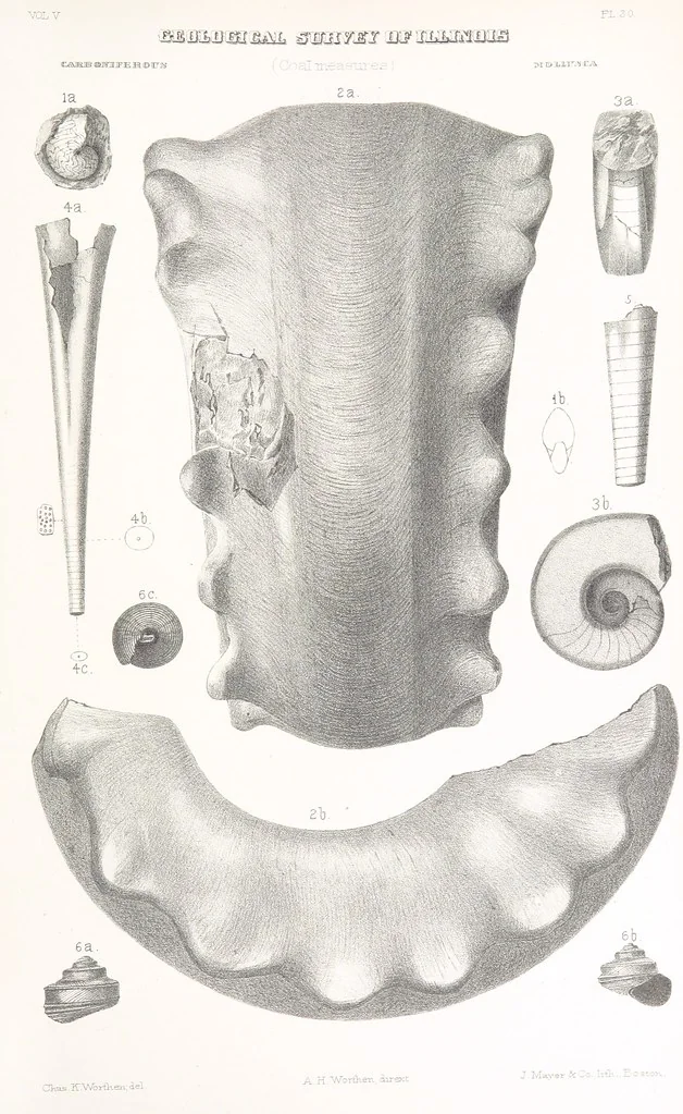 An illustration from Geological Survey of Illinois. A. H. Worthen, Director, 1866, leaf 759