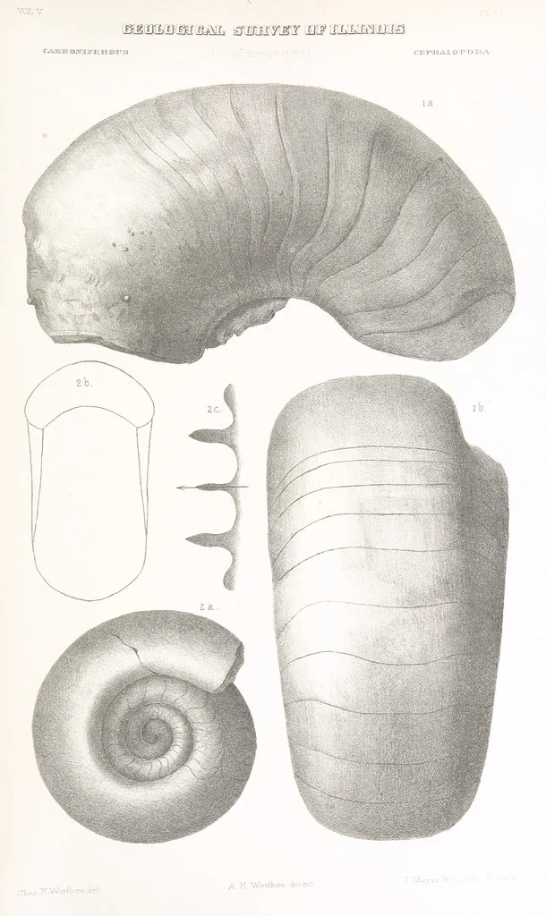 An illustration from Geological Survey of Illinois. A. H. Worthen, Director, 1866, leaf 763