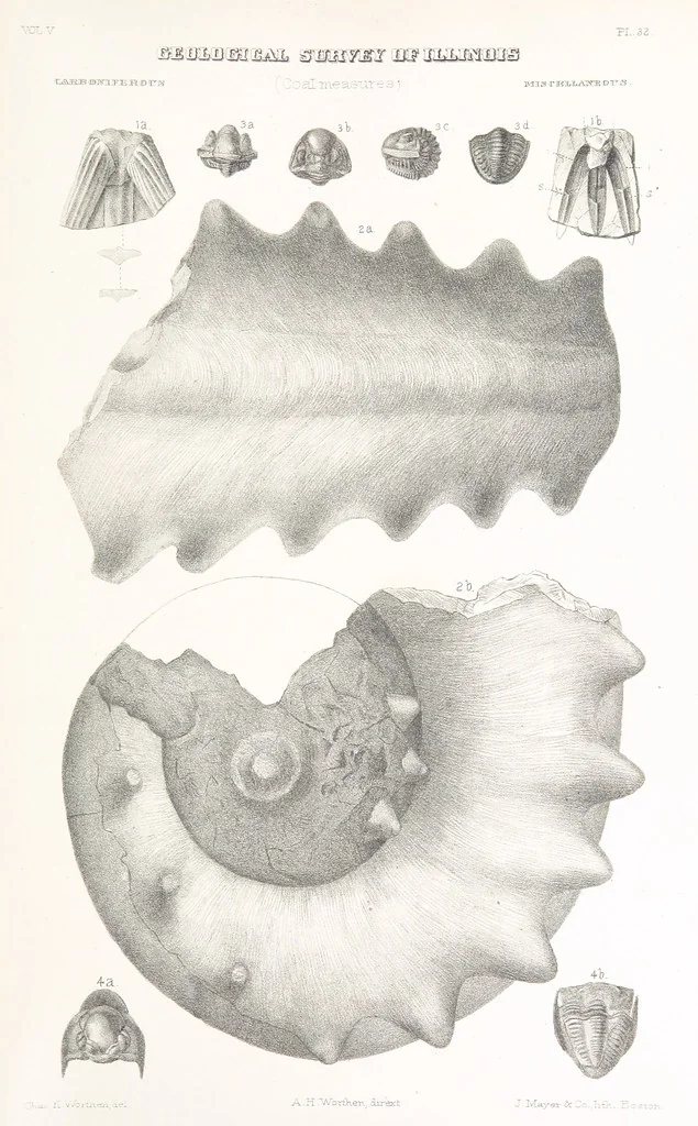 An illustration from Geological Survey of Illinois. A. H. Worthen, Director, 1866, leaf 767