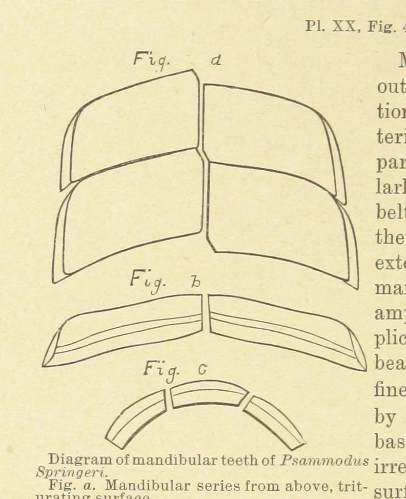 An illustration from Geological Survey of Illinois. A. H. Worthen, Director, 1866, leaf 212