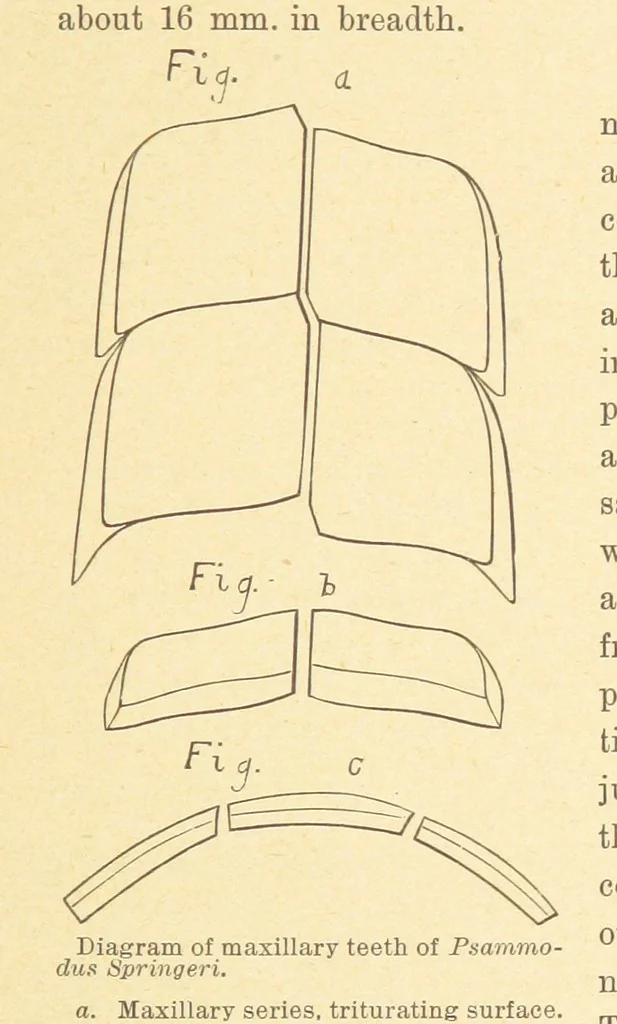 An illustration from Geological Survey of Illinois. A. H. Worthen, Director, 1866, leaf 213